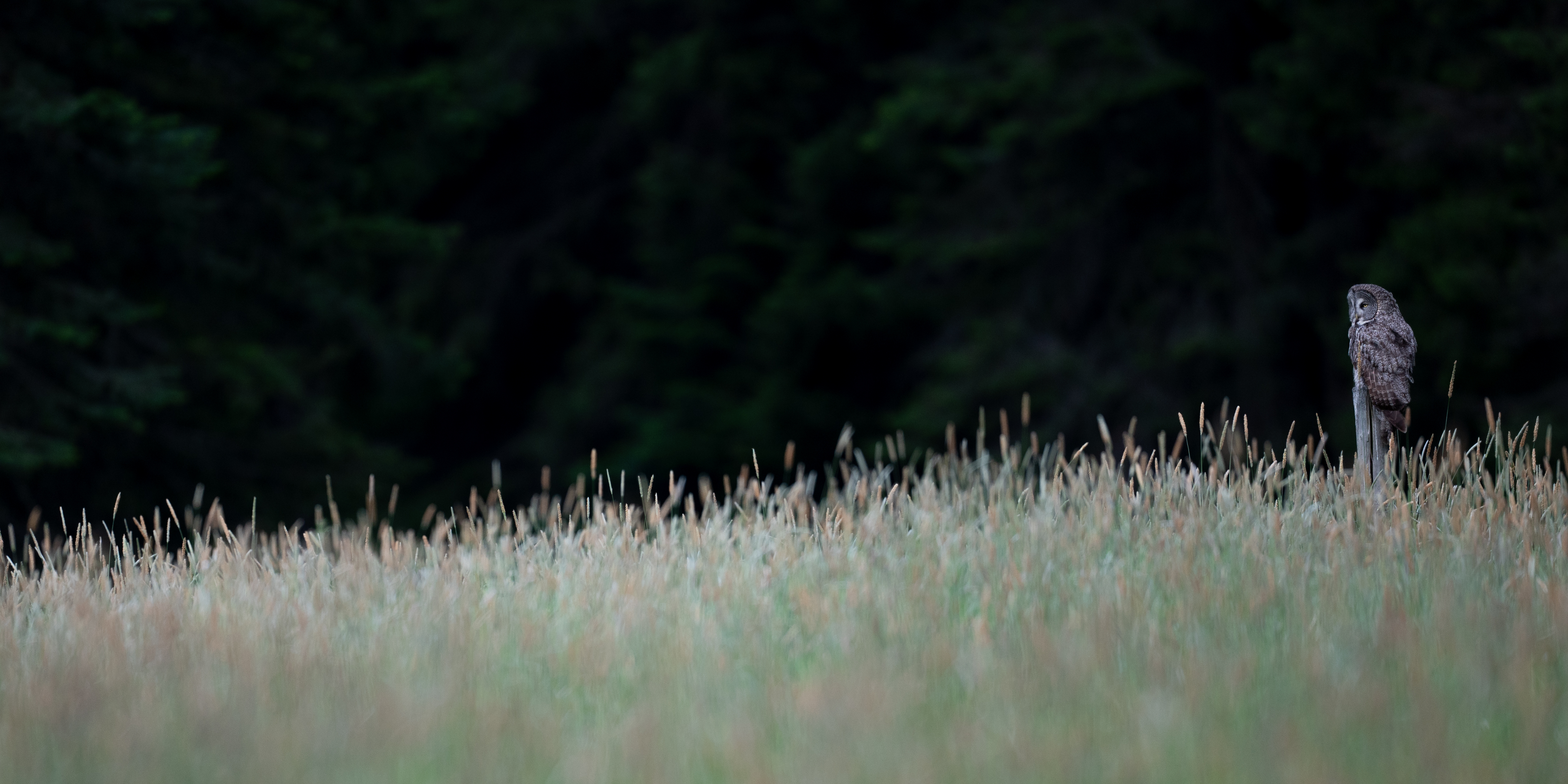 Great grey owl close-up